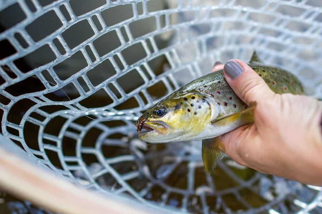 4 Simple Considerations To Spook Less Trout