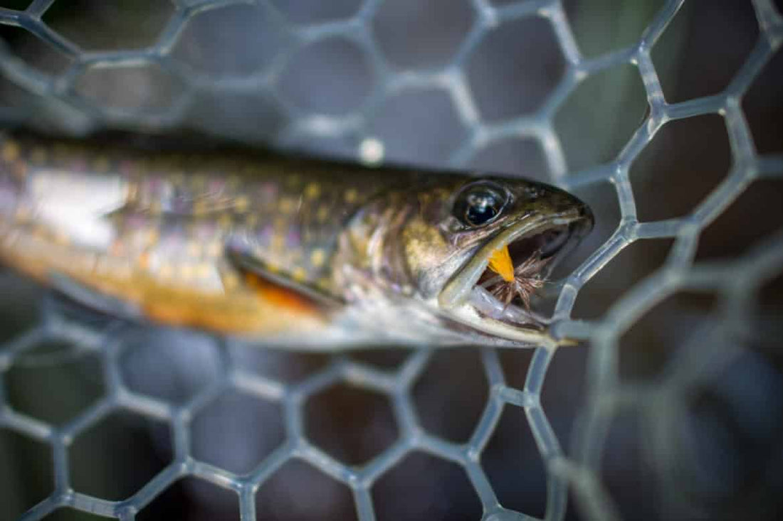 The 15 Best Trout Flies For Spring Fly Fishing That Actually Catch Fish