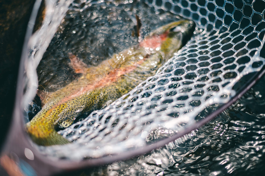 Best 11 Soft Hackle Flies For Swinging And Nymphing Rigs