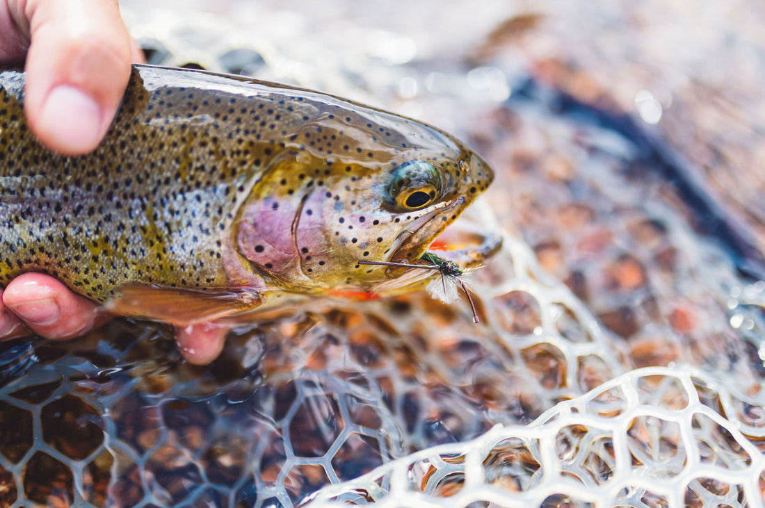 Dry Fly Rig Setups To Catch More Trout