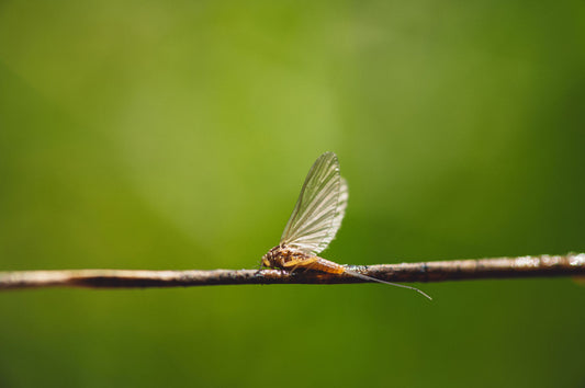 Blue-Winged Olive Mayflies: Everything You Need To Know