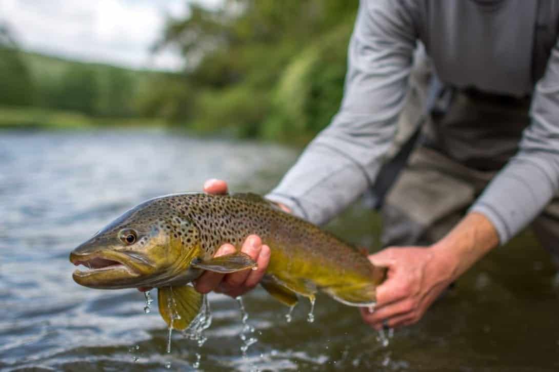 Fly Fish Retrieve Catch-And-Release In Under 30 Seconds – The Fly Crate