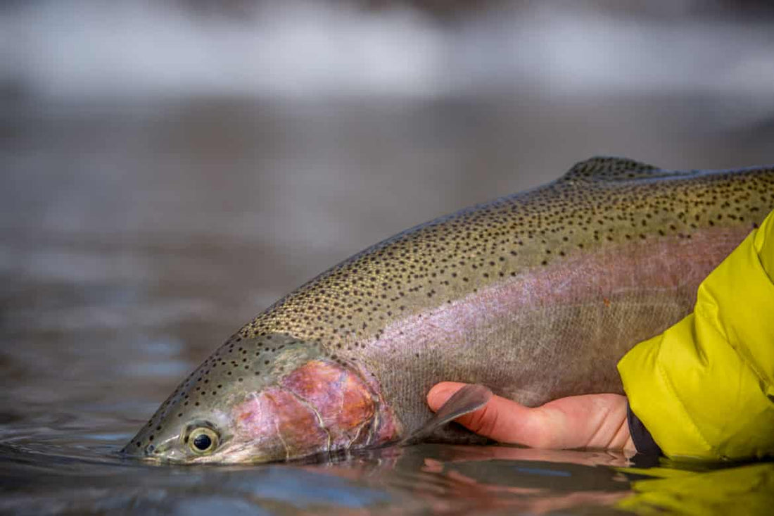 Steelhead Fever: Fly Fishing for Lake Erie Steelhead