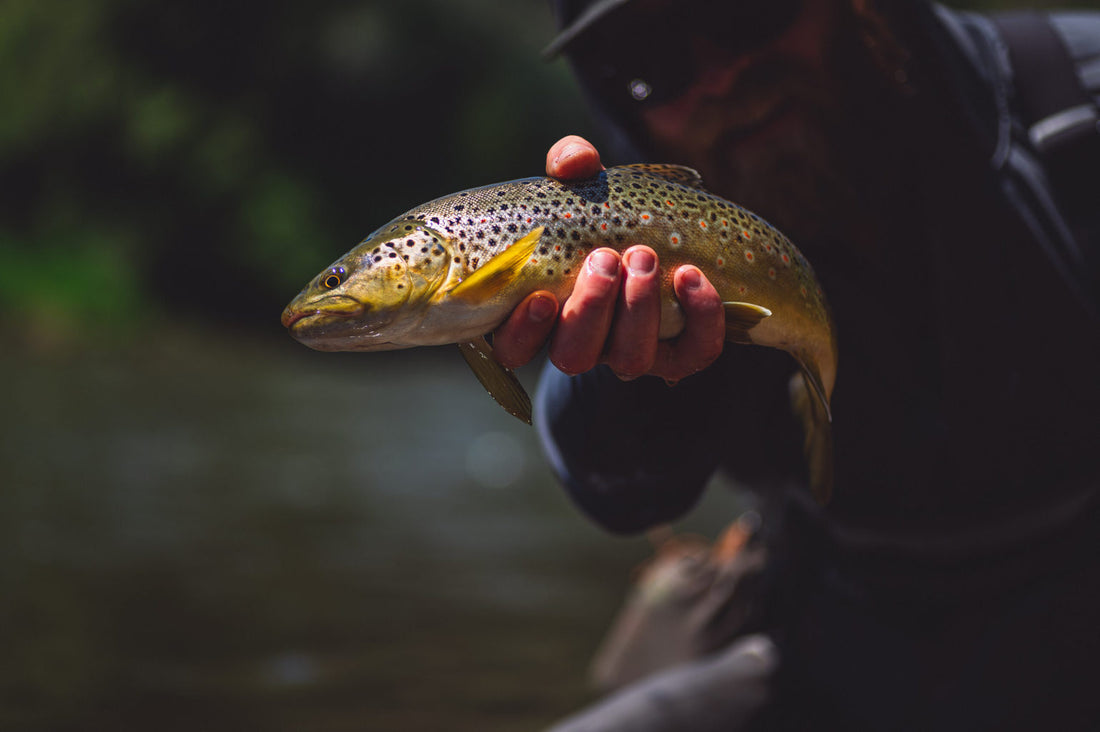 Spring Fly Fishing for Trout in South Carolina