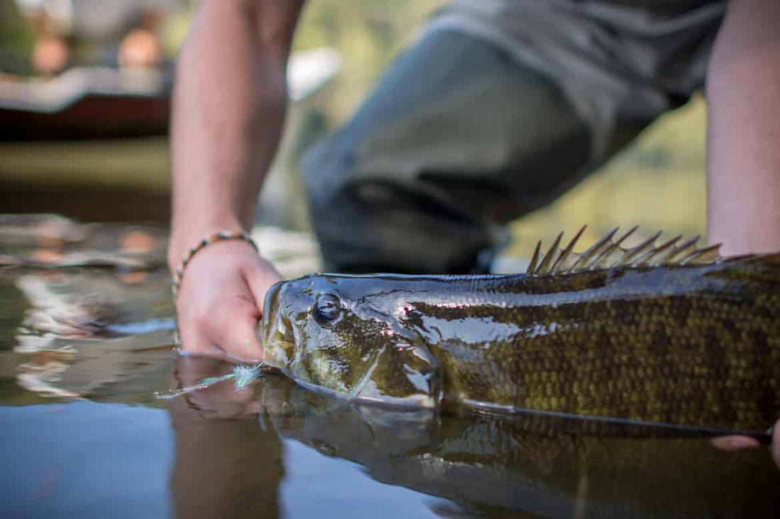 Best 21 Bass Flies For Summer Fly Fishing