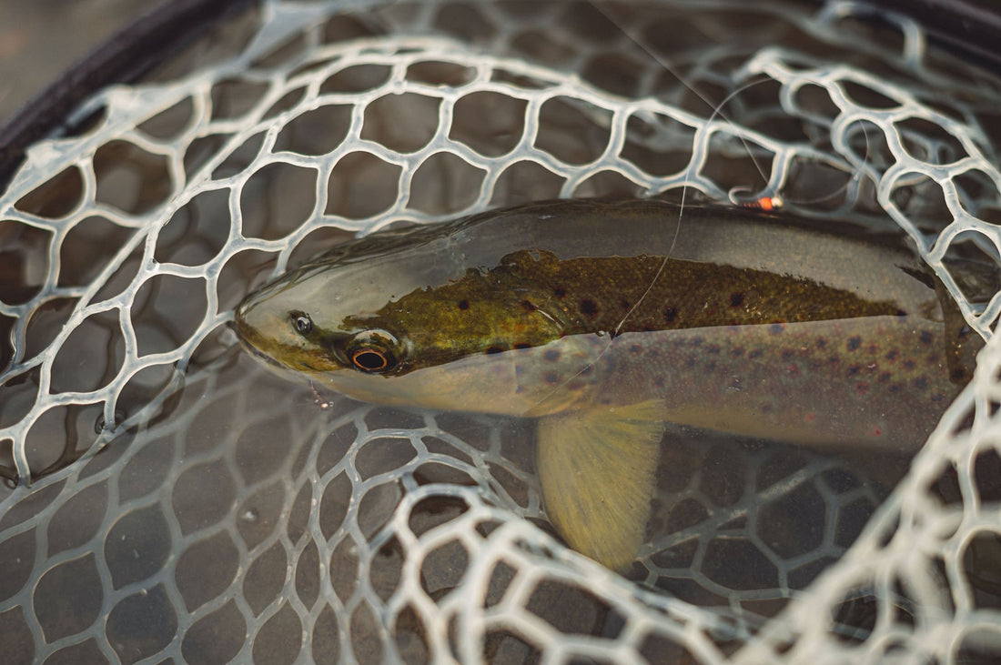 How To Fly Fish A Two Fly Setup