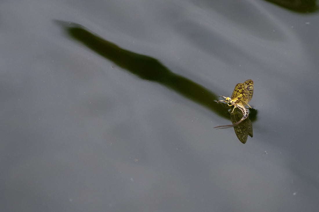 Everything You Need To Know On Green Drake Mayflies