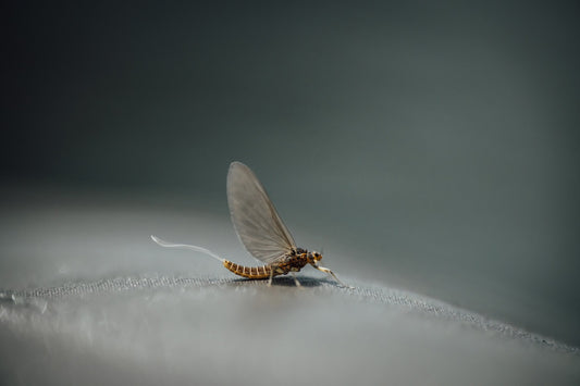 Mayflies: Everything You Need To Know For Fly Fishing