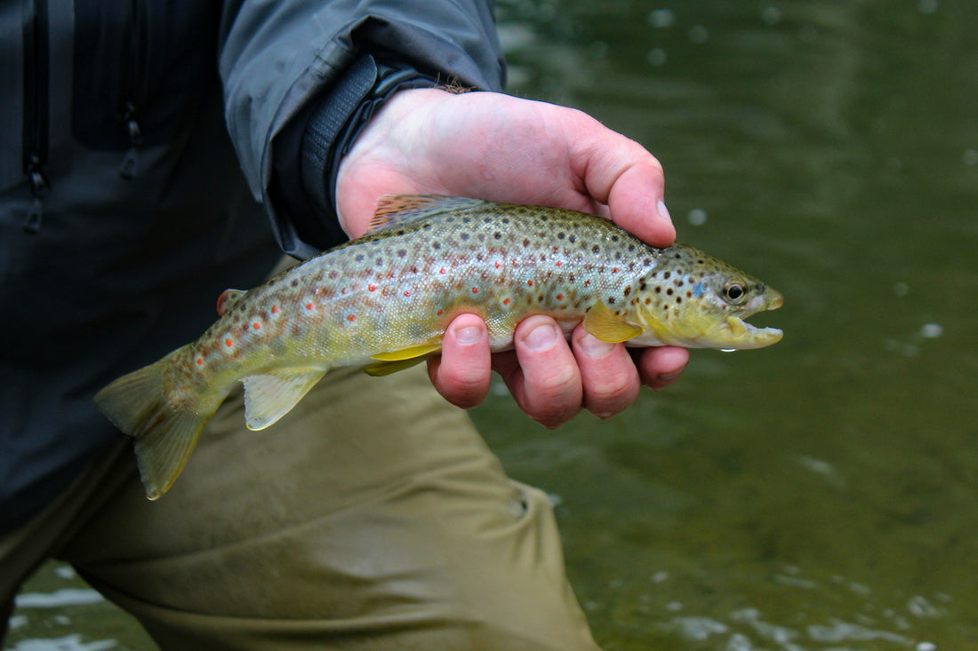 How to Catch Trout on Caddis Flies