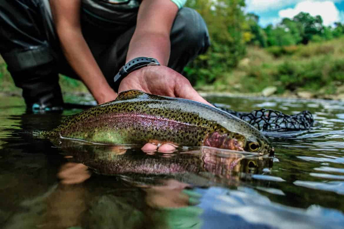 No Brainer Tips for Solving Picky Trout