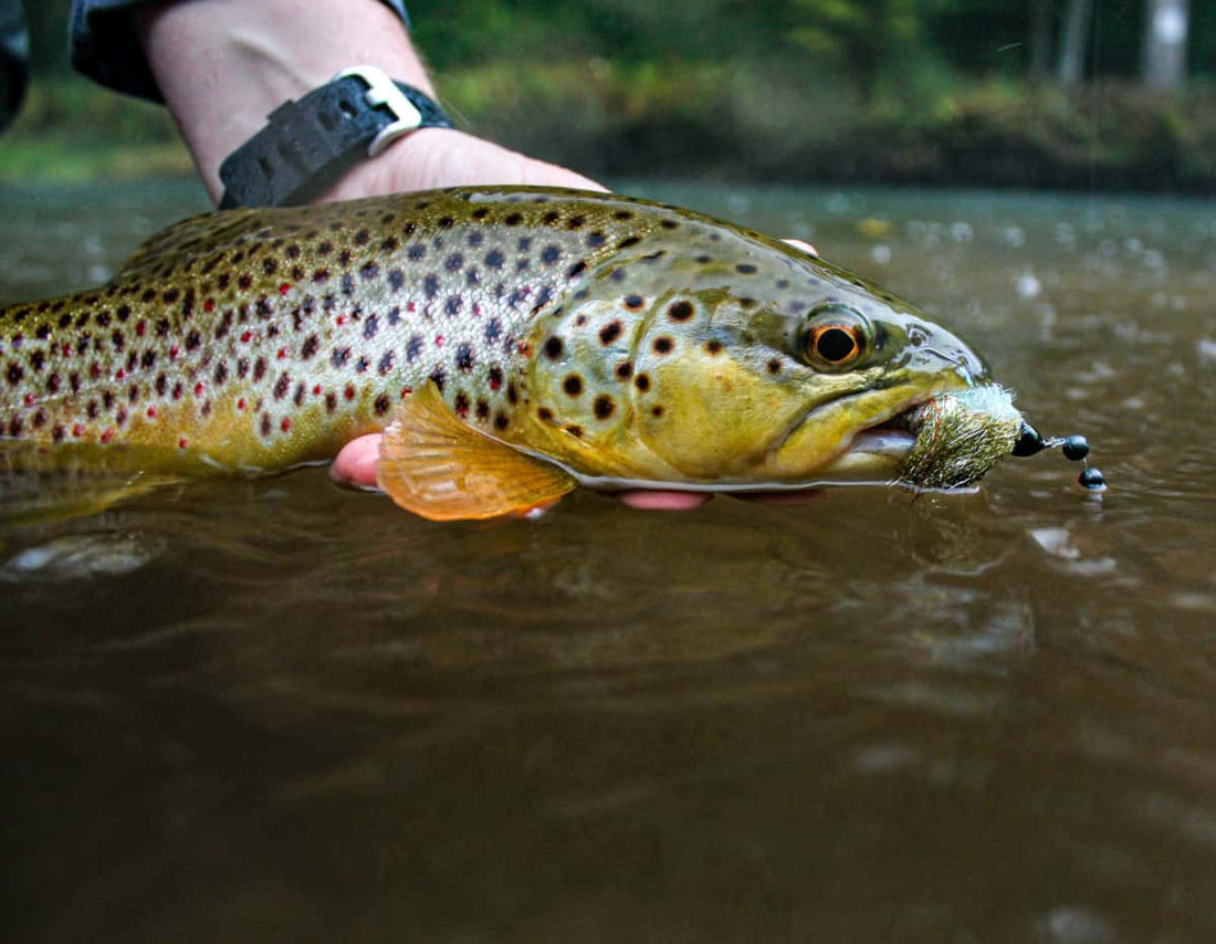 How To Strip-Setting for Bass and Trout With a Fly Rod