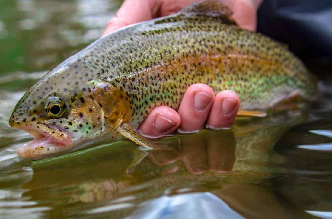 Killer Tactics for Fly Fishing Hoppers this Summer