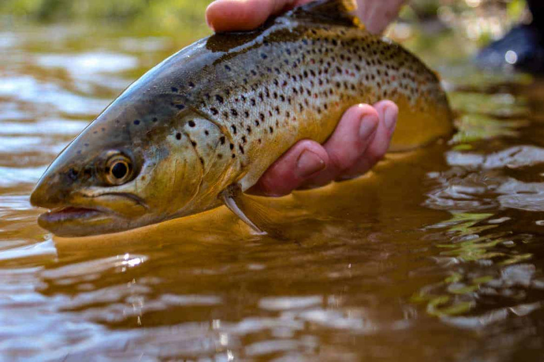 10 Best Trout Flies for the Pennsylvania Backcountry