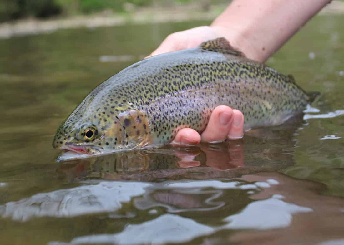 How To Handle Trout Safely With Catch And Release