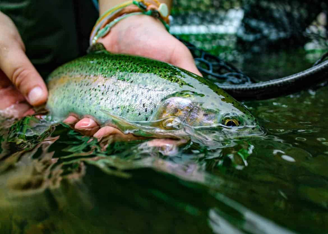 4 Great Fishing Spots for Summer Trout in Western Pennsylvania