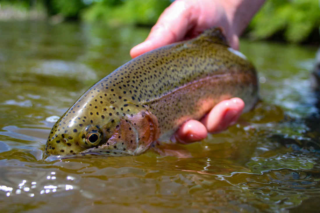 3 Great June Hatches for Trout