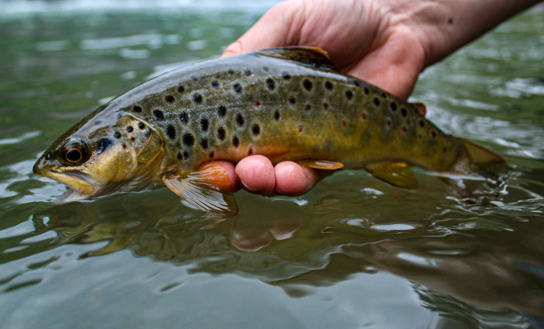 Top 4 Winter Dry Flies For Fly Fishing