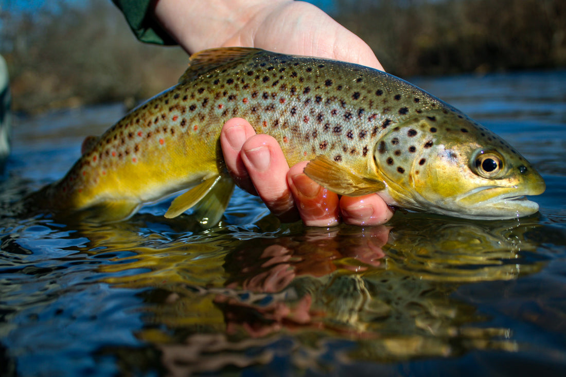 4 Nymphs for Late Winter Trout Fly Fishing