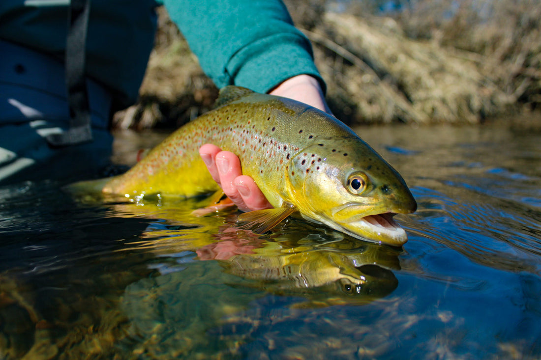 4 Great Flies For Stocked Trout In The Spring Season