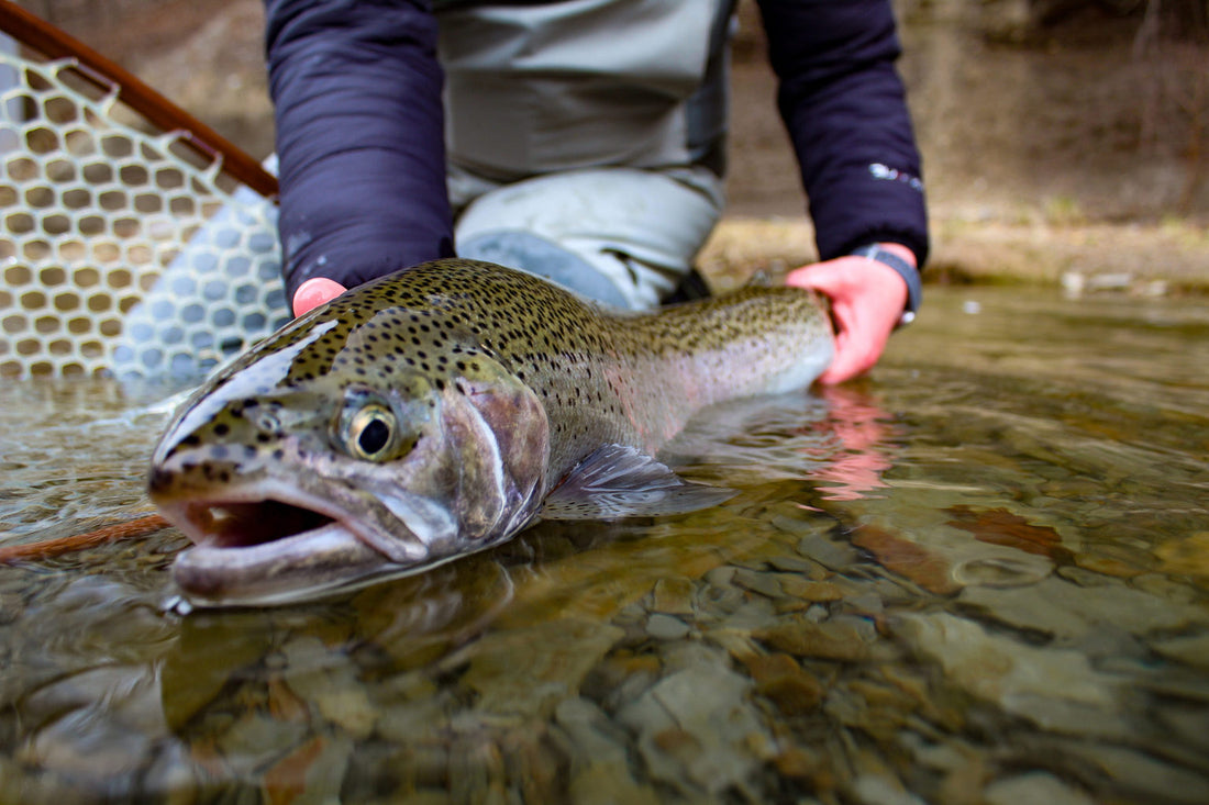 Catch More Steelhead Using Streamers