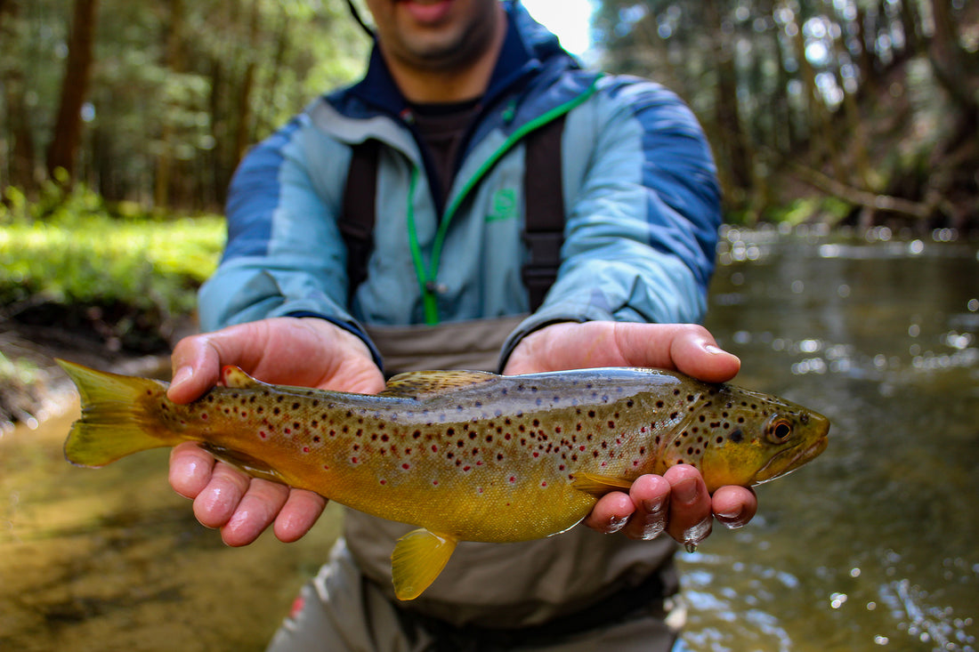 10 Best Fishing Flies for Trout in the Summer