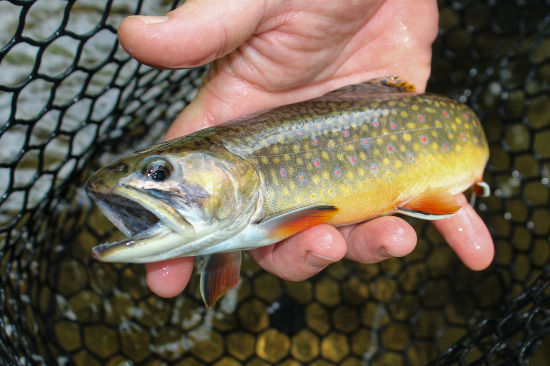 7 Killer Flies for Brook Trout