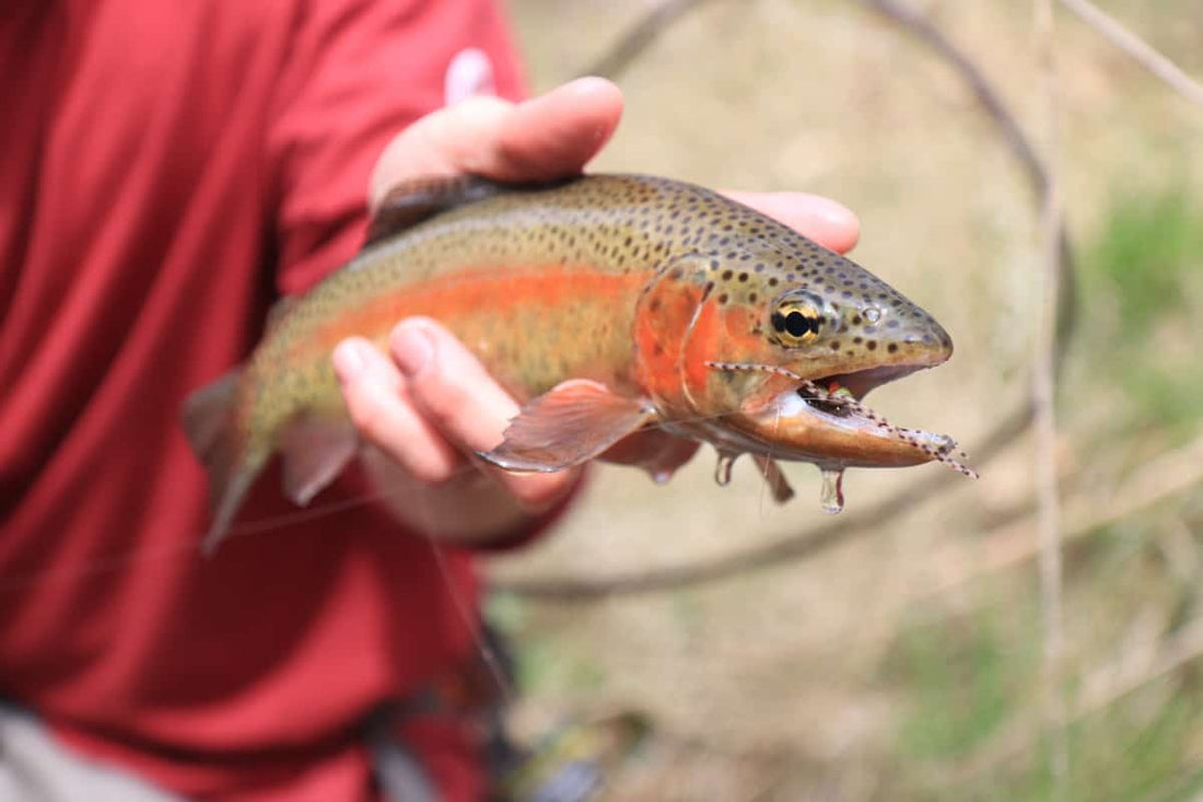 How to Fly Fish Grasshopper Flies and Terrestrials