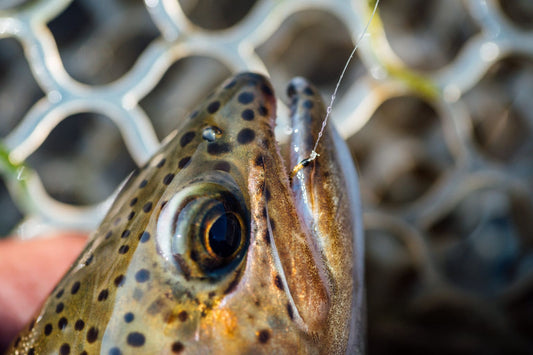 How To Fly Fish Midge Flies