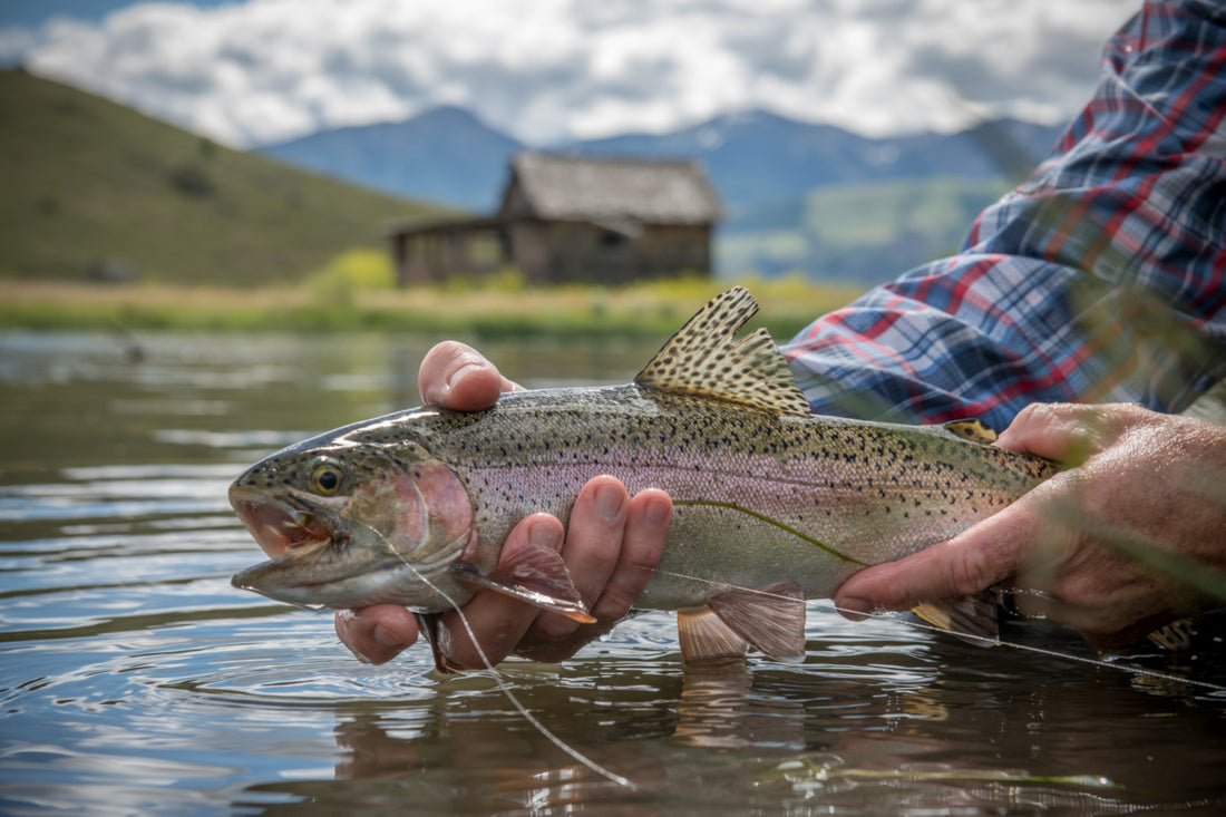 Best Early Spring Dry Flies for Big Trout