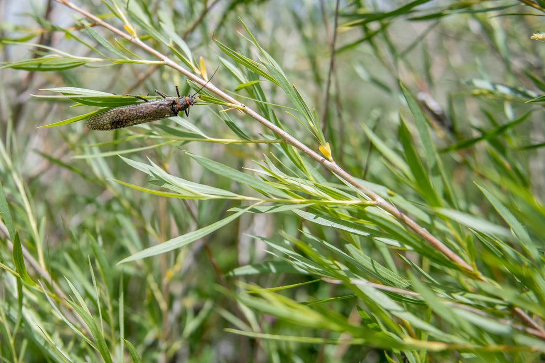 How to Catch Trout on Stoneflies