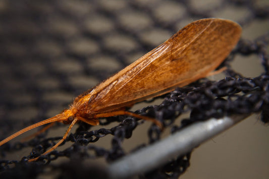 How to Fly Fish Caddis Flies