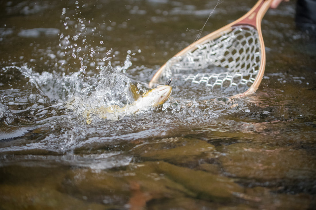 Catch More Pre-Spawn Browns By Fly Fishing Early Fall