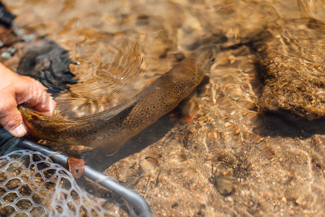 Guide To Fly Fishing Stillwater for Trout