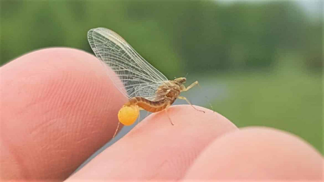 Fly Fishing the Eastern Sulphur Hatch in Pennsylvania