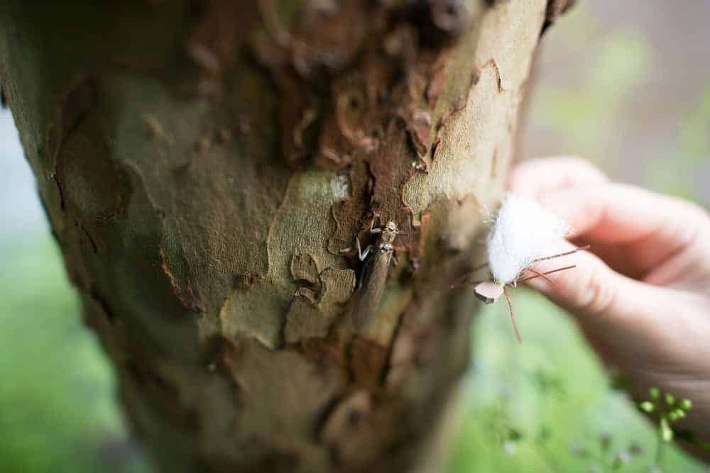 Figuring Out What's Hatching And Flies To Use