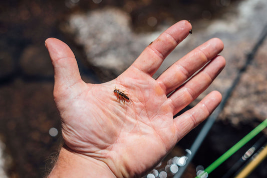 Western Fly Fishing Hatches for Trout in the Summer