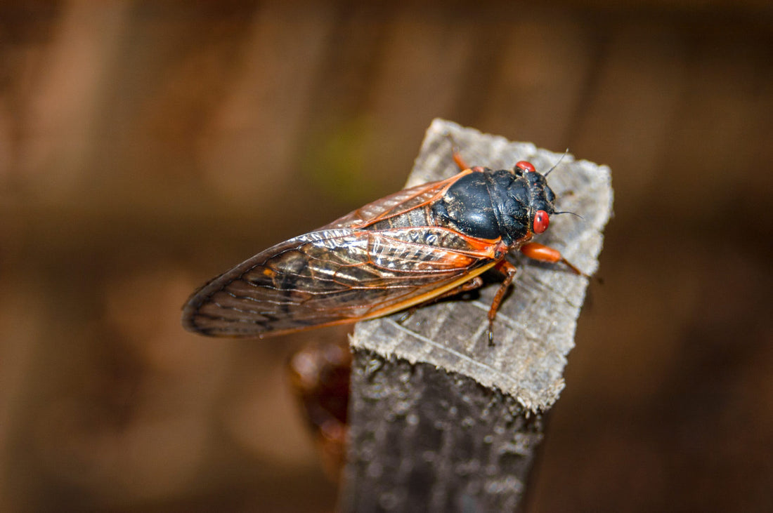 How To Fly Fish Cicada Hatches