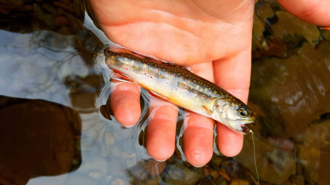 How to Handle Trout Without Harming Them