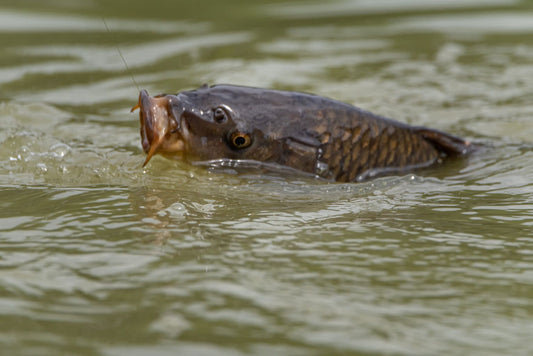 7 Best Carp Flies And How To Fly Fish For Carp