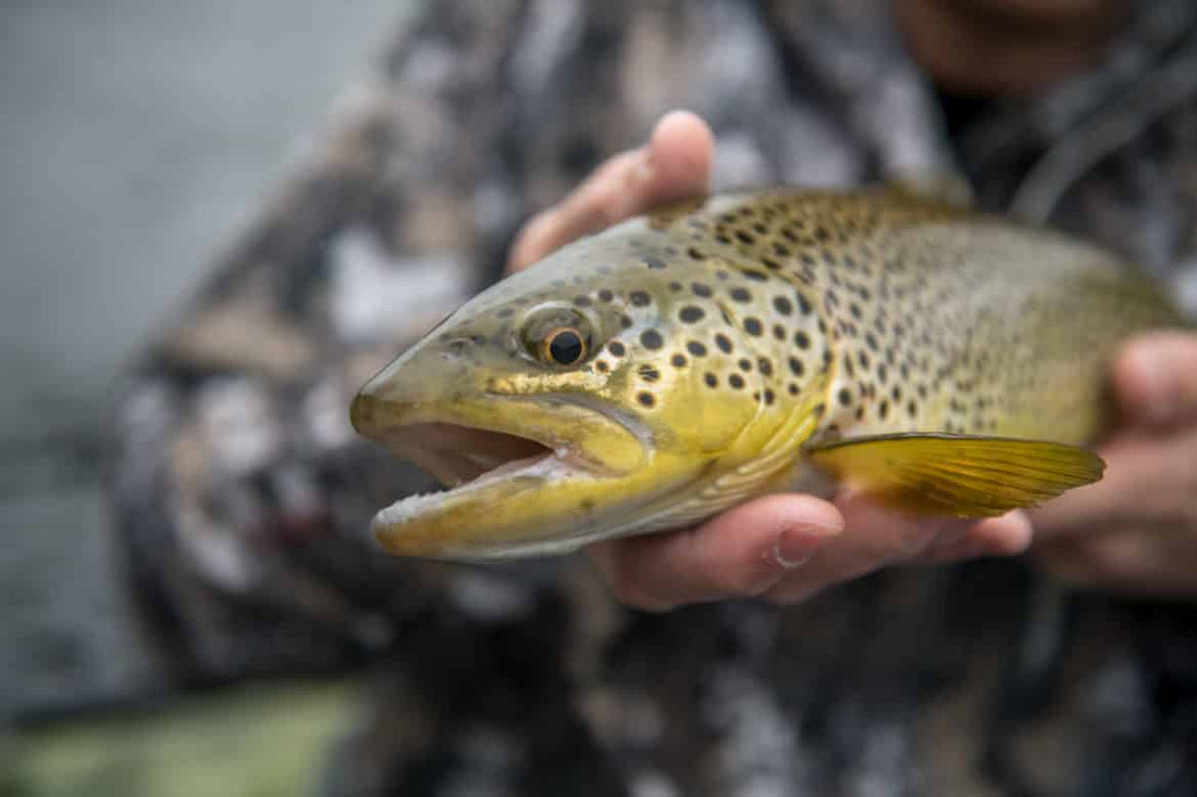 Joining the Dark Side - Fly Fishing with Mouse Flies
