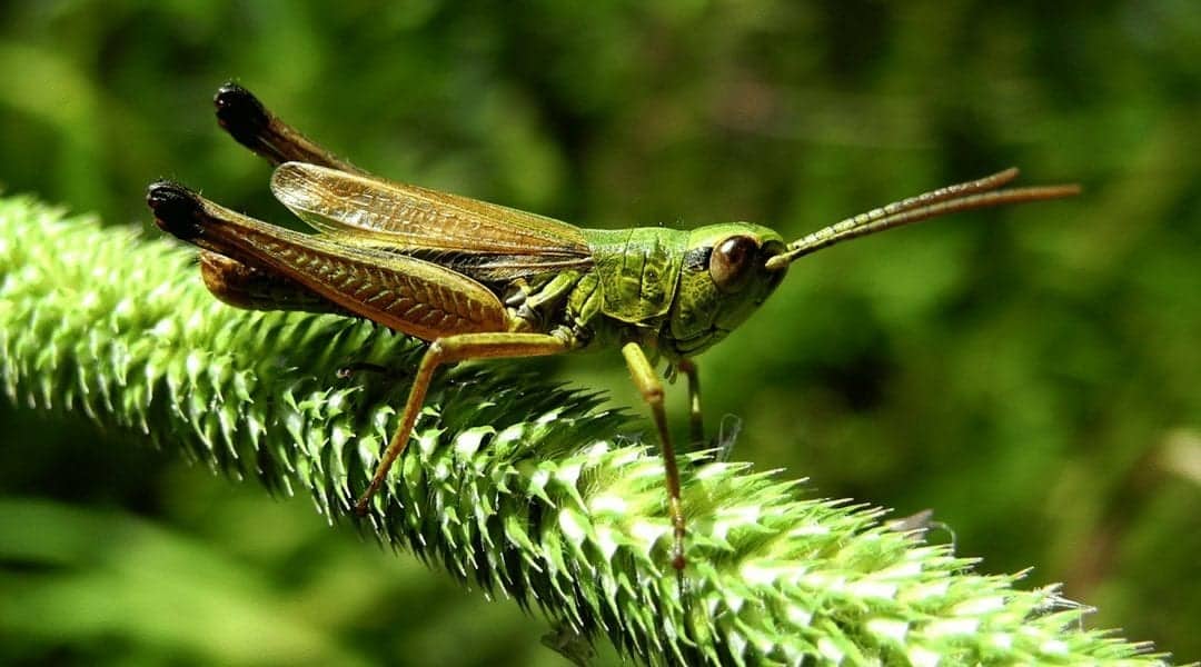 The Best Hopper Flies for Fly Fishing