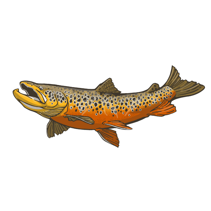 Giant 16-Inch Brown Trout Sticker