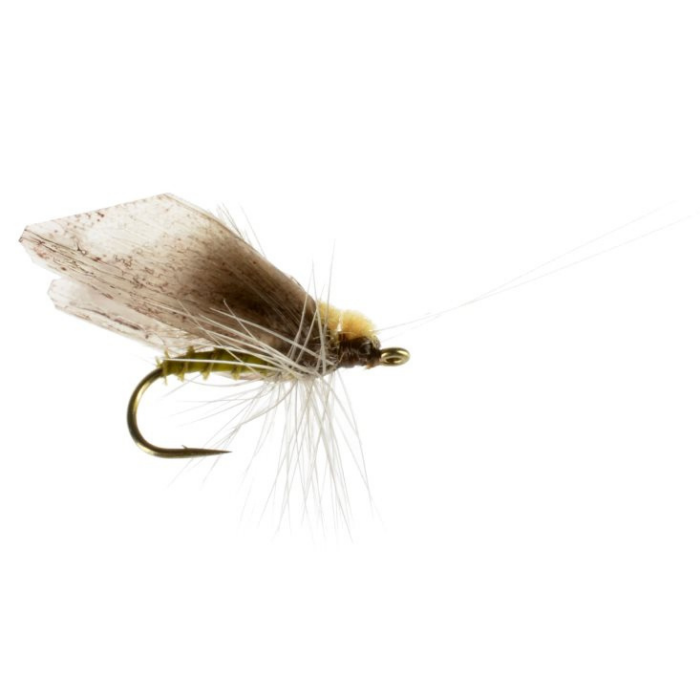 Caddis Adult