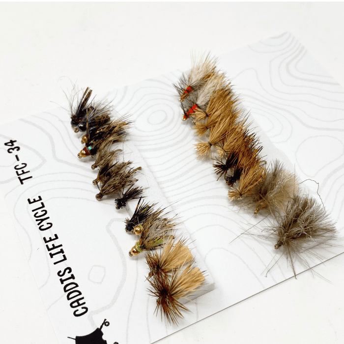 Caddis Life Cycle Assortment