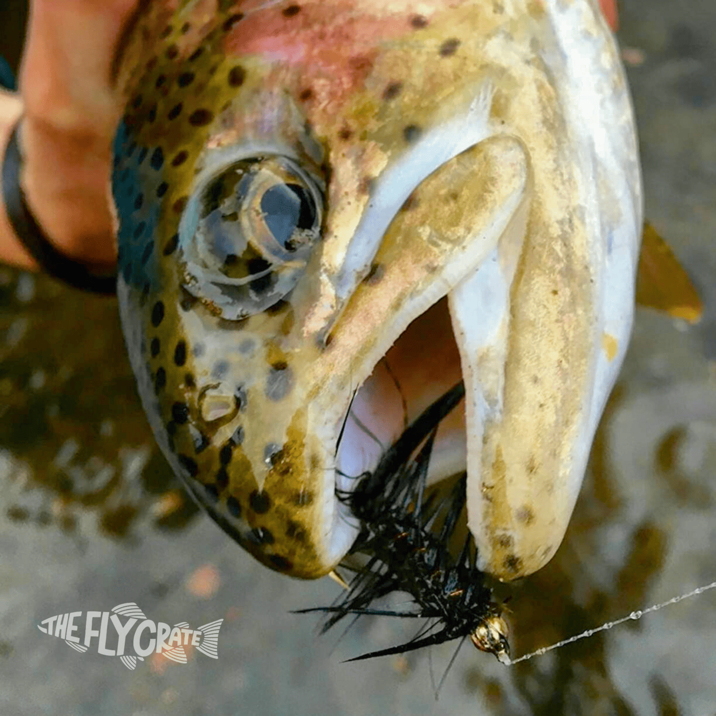 Woolly Bugger Assortment