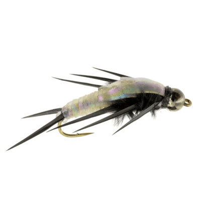 Gummy Stonefly