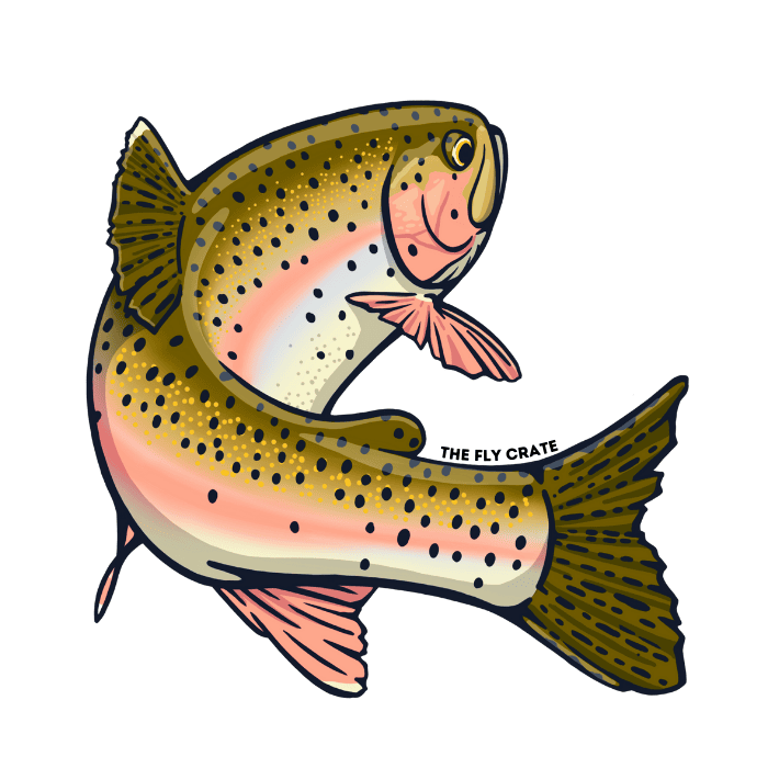 Swimming Rainbow Trout Sticker